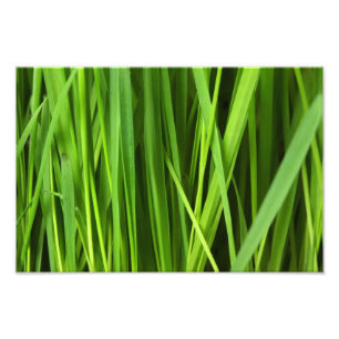 Groen gras achtergrond foto afdruk
