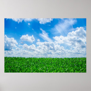 Groen gras en blauwe hemel poster