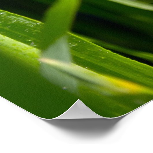 Groen gras poster (Hoek)