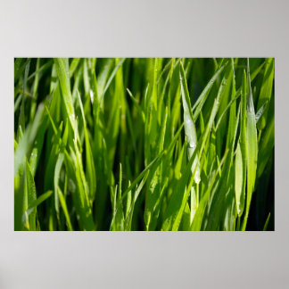 Groen gras poster
