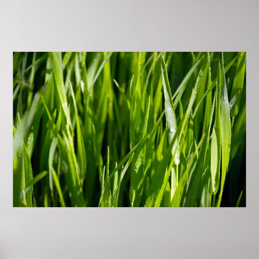 Groen gras poster (Voorkant)