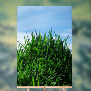 Groen gras tegen de achtergrond van het eindeloze acryl bord