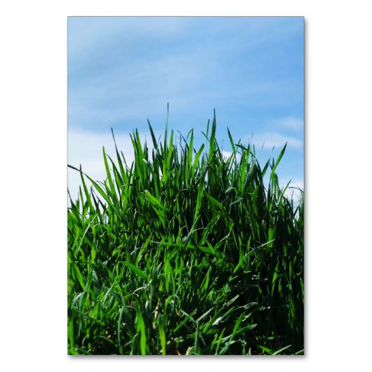 Groen gras tegen de achtergrond van het eindeloze kaart (Voorkant)