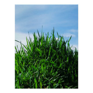 Groen gras tegen de achtergrond van het eindeloze perfect poster