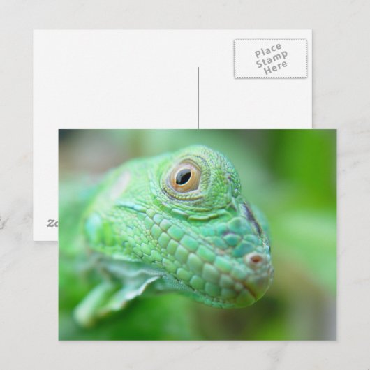 Groen hagedisselement Iguana op Briefkaart van led (Voorkant / Achterkant)