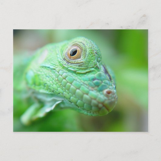 Groen hagedisselement Iguana op Briefkaart van led (Voorkant)