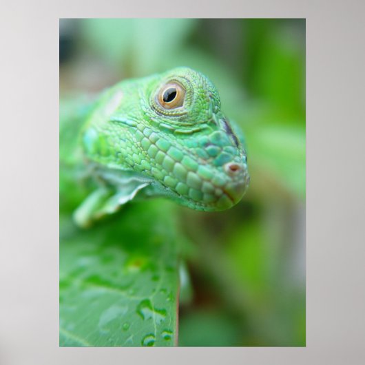 Groen hagedisselement Iguana op Poster van leder (Voorkant)