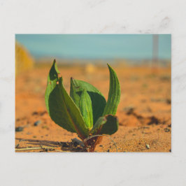 Groen in de woestijn briefkaart