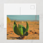 Groen in de woestijn briefkaart (Voorkant / Achterkant)