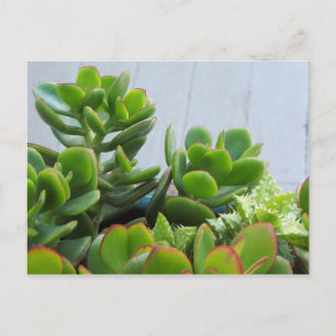 Groen in een Oxnard Ceramic Pot... California Livi Briefkaart