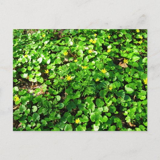 Groen is mooi briefkaart (Voorkant)