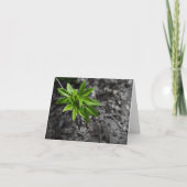 Groen Kaart (Voorkant)