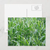 Groen kernveld - Briefkaart (Voorkant / Achterkant)