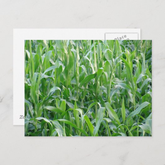 Groen kernveld - Briefkaart (Voorkant / Achterkant)