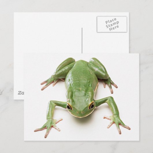 Groen kikker briefkaart (Voorkant / Achterkant)