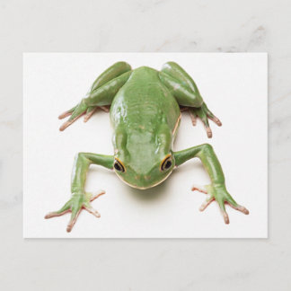 Groen kikker briefkaart