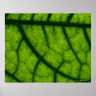 Groen leder met achtergrondverlichting poster