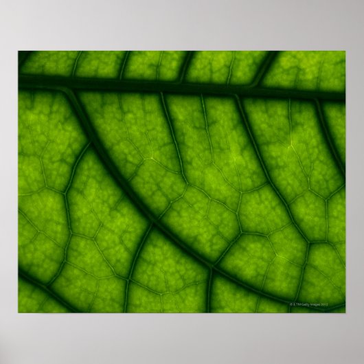 Groen leder met achtergrondverlichting poster (Voorkant)