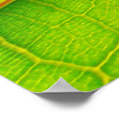 Groen leder poster (Hoek)