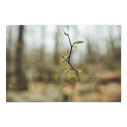 Groen leven foto afdruk