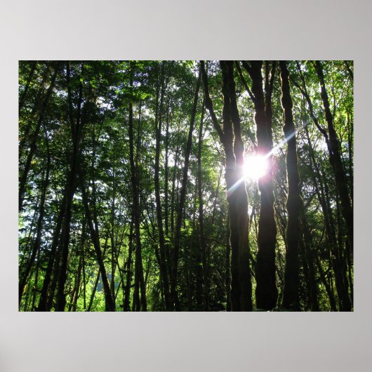 Groen licht. poster (Voorkant)