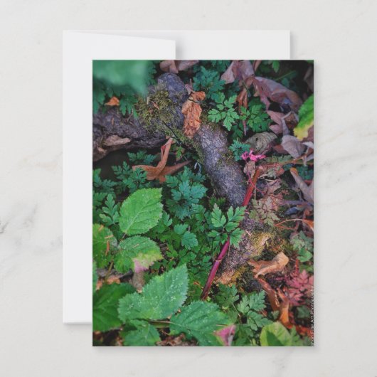 Groen Loof Kaart (Voorkant)