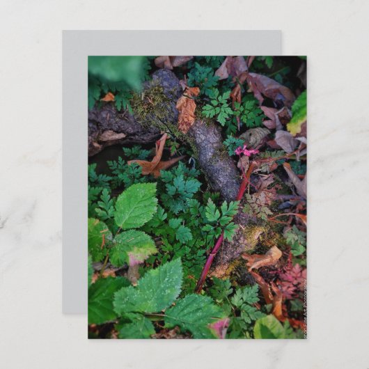 Groen Loof Kaart (Voorkant / Achterkant)