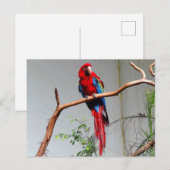 Groen Macaw #2 Briefkaart (Voorkant / Achterkant)