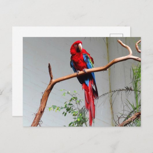 Groen Macaw #2 Briefkaart (Voorkant / Achterkant)