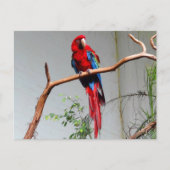 Groen Macaw #2 Briefkaart (Voorkant)