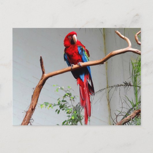 Groen Macaw #2 Briefkaart (Voorkant)