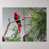 Groen Macaw #2 Poster (Voorkant)