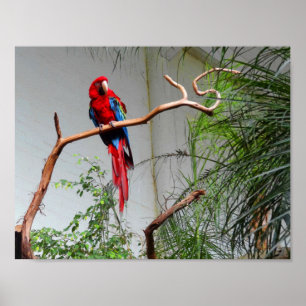 Groen Macaw #2 Poster