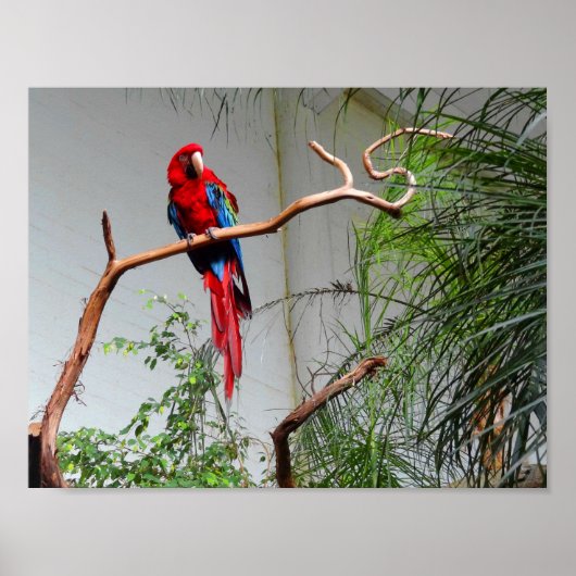 Groen Macaw #2 Poster (Voorkant)