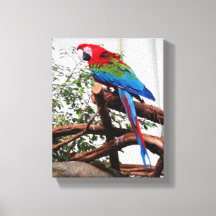 Groen Macaw #3 Canvas Afdruk