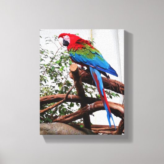 Groen Macaw #3 Canvas Afdruk (Voorkant)