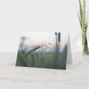 Groen Maisveld Natuurfoto Kaart