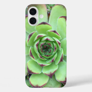 Groen met Paarse Tips Succulent Close-Up Foto iPhone 16 Plus Hoesje