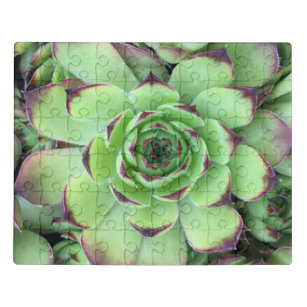 Groen met Paarse Tips Succulent Close-Up Foto Puzzel
