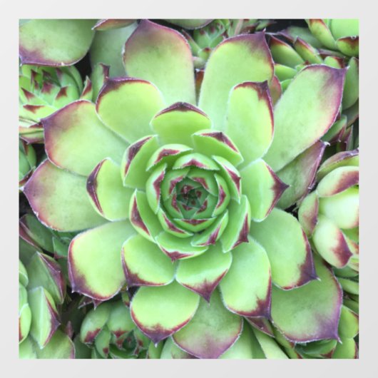 Groen met Paarse Tips Succulent Close-Up Foto Raamsticker (Vel)