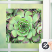 Groen met Paarse Tips Succulent Close-Up Foto Raamsticker (Huis)