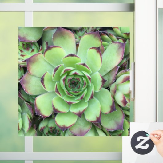 Groen met Paarse Tips Succulent Close-Up Foto Raamsticker (Huis)