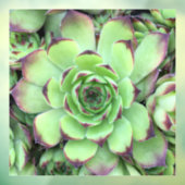 Groen met Paarse Tips Succulent Close-Up Foto Raamsticker (Vel 3)