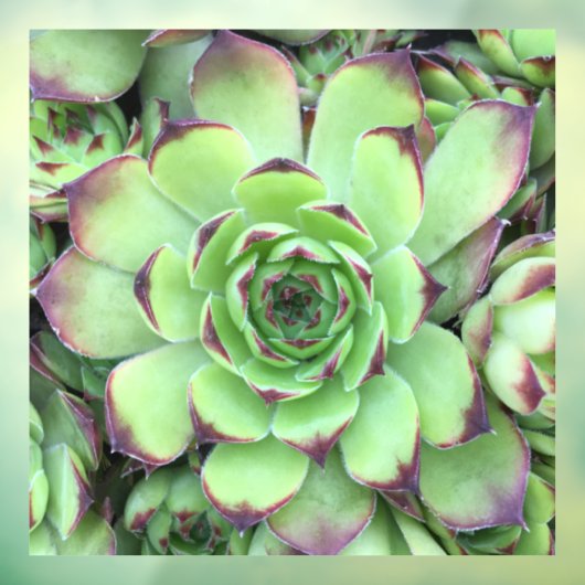 Groen met Paarse Tips Succulent Close-Up Foto Raamsticker (Vel 3)