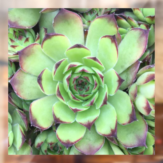 Groen met Paarse Tips Succulent Close-Up Foto Raamsticker (Vel 2)