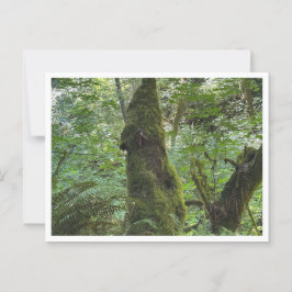 Groen mos briefkaart