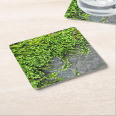 Groen mos Entodon verleidelijk op grijze steen Kartonnen Onderzetters (Schuin)