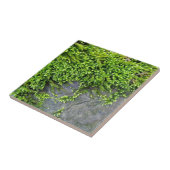 Groen mos Entodon verleidelijk op grijze steen Tegeltje (Zijkant)