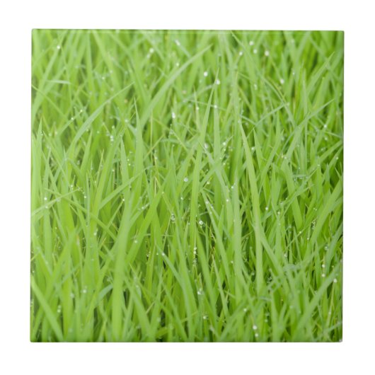 Groen natte gras tegeltje (Voorkant)