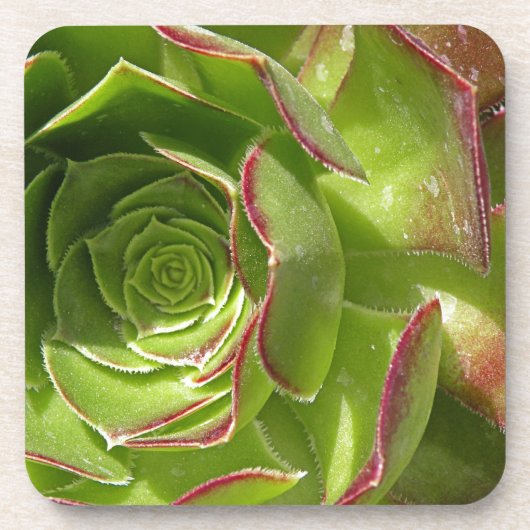 Groen Onderzetter (Voorkant)